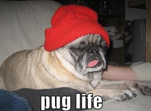 Funny Pugs (22)