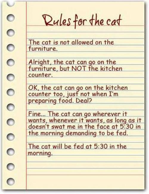 Funny Pic Dump (12)