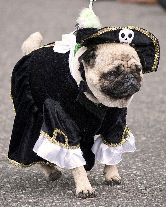 Funny Pugs (9)