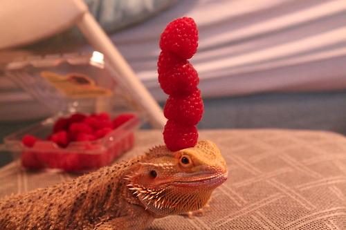 LOL Animals (5)