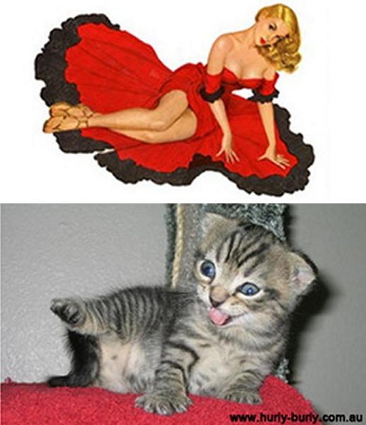 cats-that-look-like-pin-up-girls-07