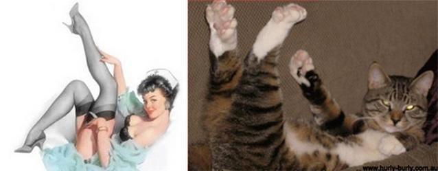 cats-that-look-like-pin-up-girls-12