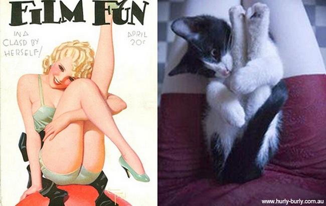 cats-that-look-like-pin-up-girls-20