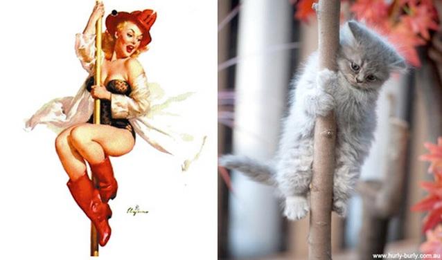 cats-that-look-like-pin-up-girls-21