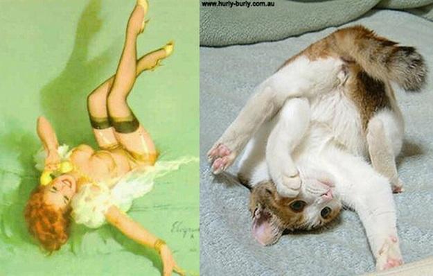 cats-that-look-like-pin-up-girls-22