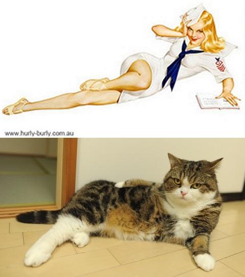 cats-that-look-like-pin-up-girls-24