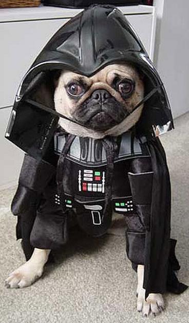 Funny Pugs (10)