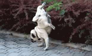 Funny Pugs (4)