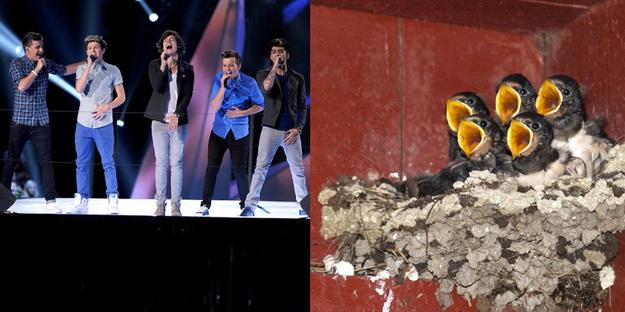 If Pop Stars Were Birds (7)