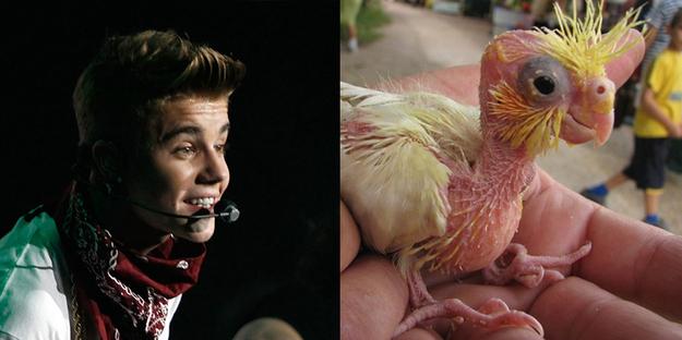 If Pop Stars Were Birds (8)