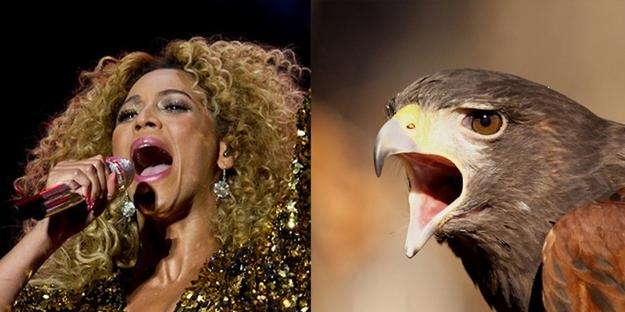If Pop Stars Were Birds (9)
