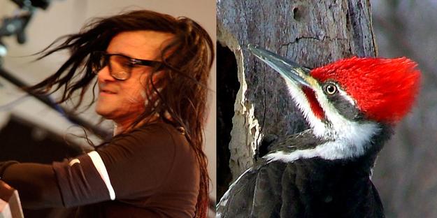 If Pop Stars Were Birds (10)
