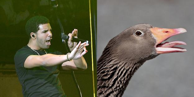 If Pop Stars Were Birds (12)