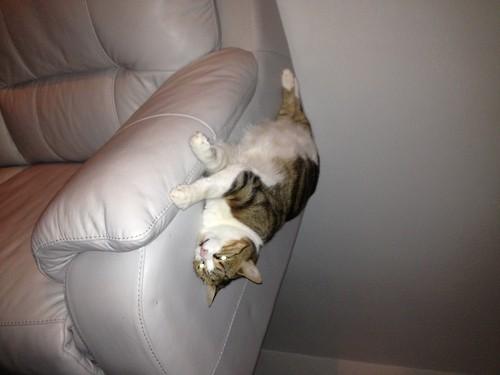 Funny Pic Dump (7)