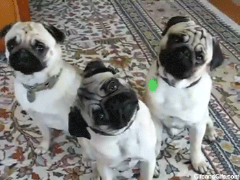 Funny Pugs (3)
