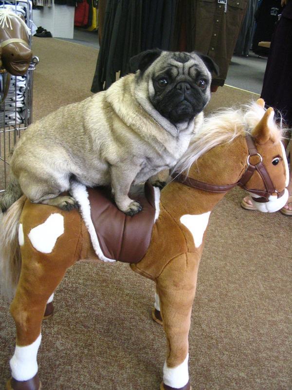 Funny Pugs (16)