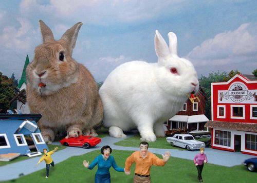 LOL Animals (10)
