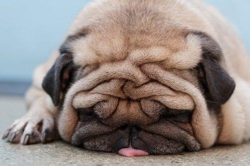 Funny Pugs (17)
