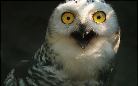 owl2.jpg