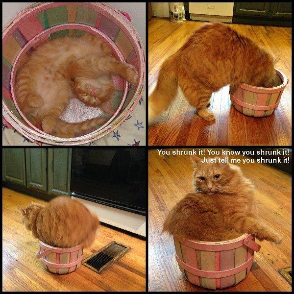 LOL Animals (12)