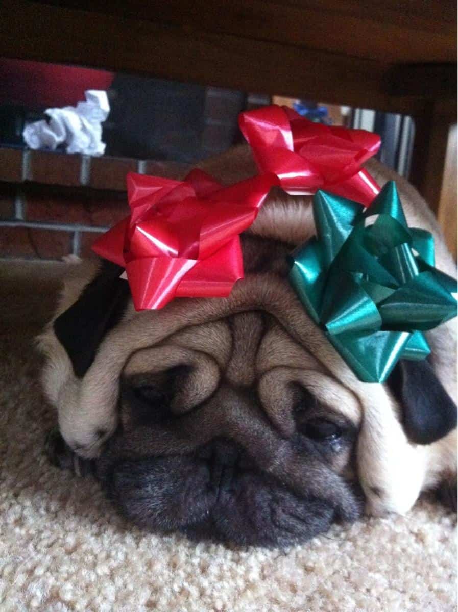 Funny Pugs (18)