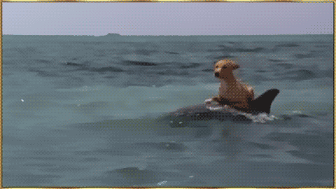 Awesome Animated GIFs (17)