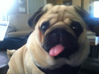 Funny Pugs (1)