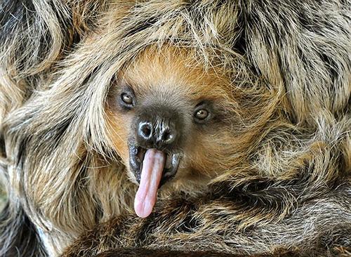 LOL Animals (14)