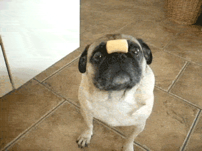 Funny Pugs (2)