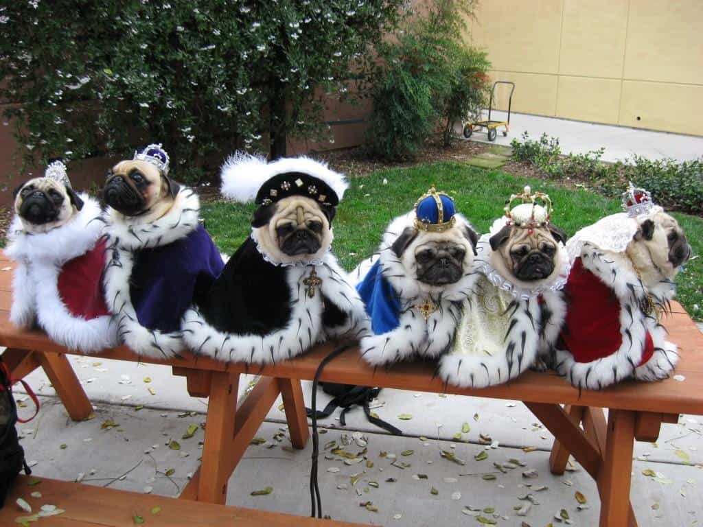 Funny Pugs (20)
