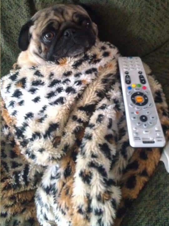 Funny Pugs (21)