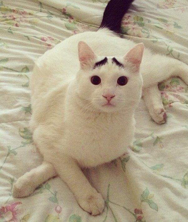 sam-the-cat-with-eyebrows-10