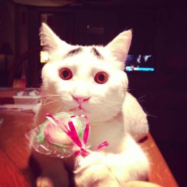 sam-the-cat-with-eyebrows-9