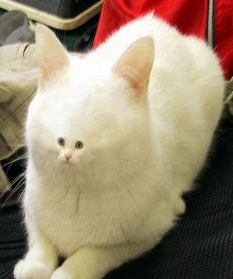 Funny Pic Dump (19)