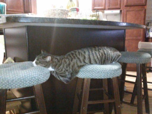 LOL Animals (17)