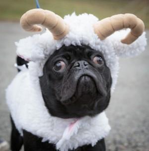 Funny Pugs (23)