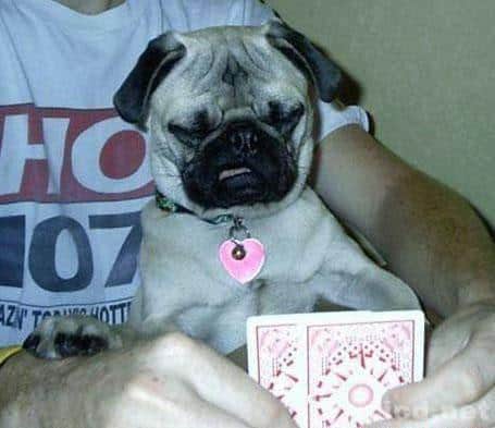 Funny Pugs (24)