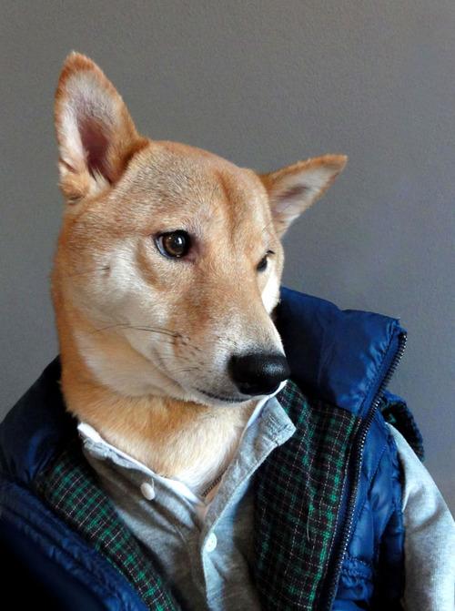 Menswear Dog (1)