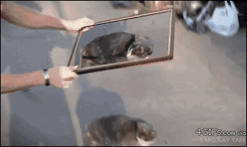 Awesome Animated GIFs (14)