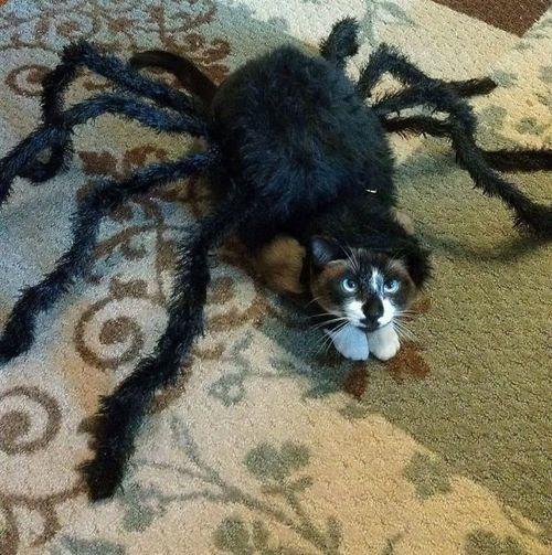 LOL Animals (1)