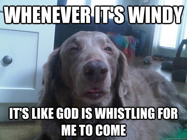 Really High Dog Meme (7)