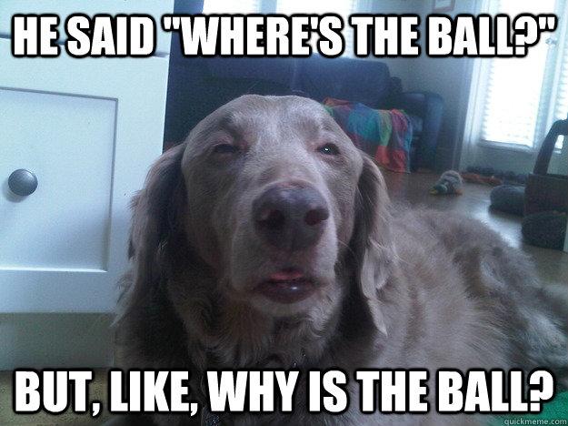 Really High Dog Meme (9)