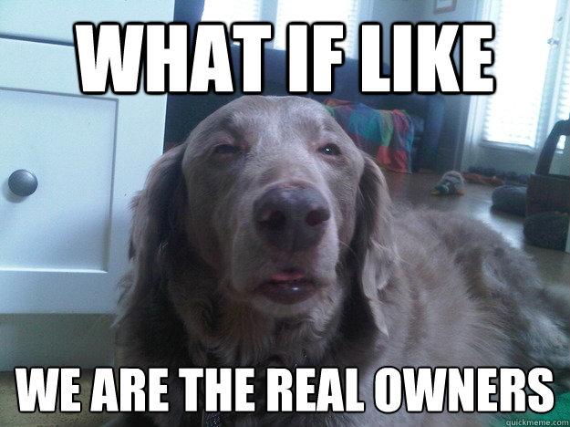 Really High Dog Meme (13)