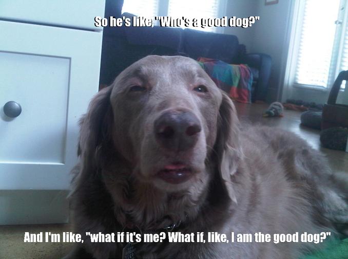 high dogs best of the really high meme 16 pics pleated high dogs best of the really high meme 16 pics pleated