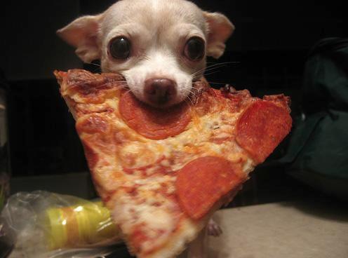 LOL Animals (3)