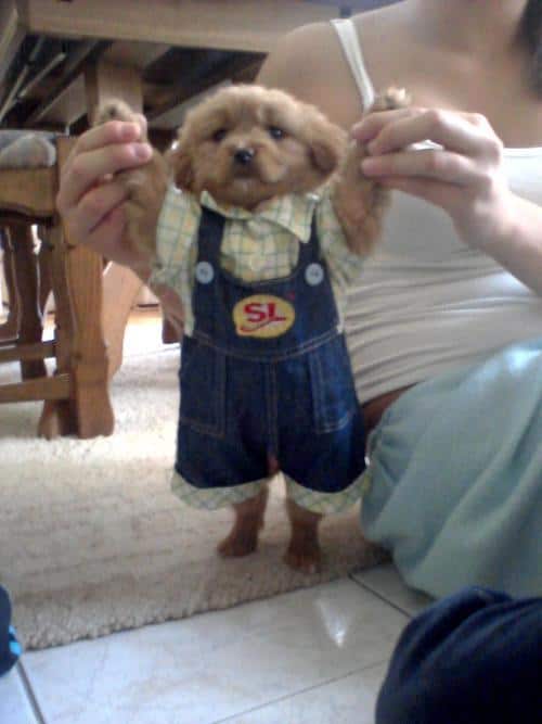LOL Animals (4)