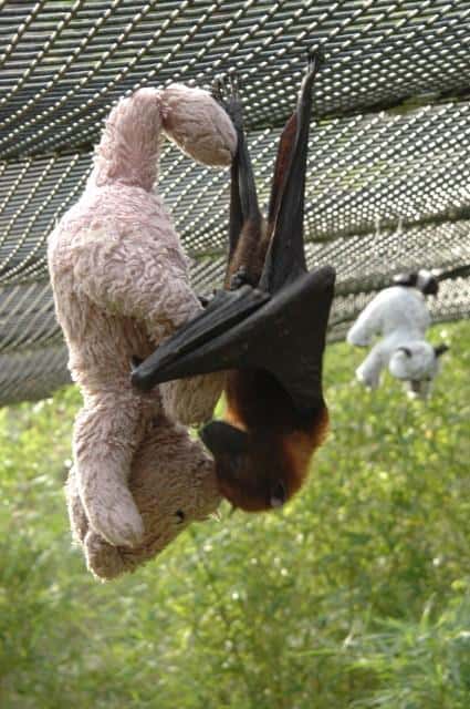 LOL Animals (6)