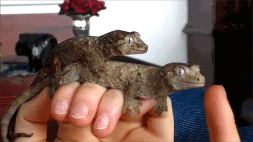 Awesome Animated GIFs (12)