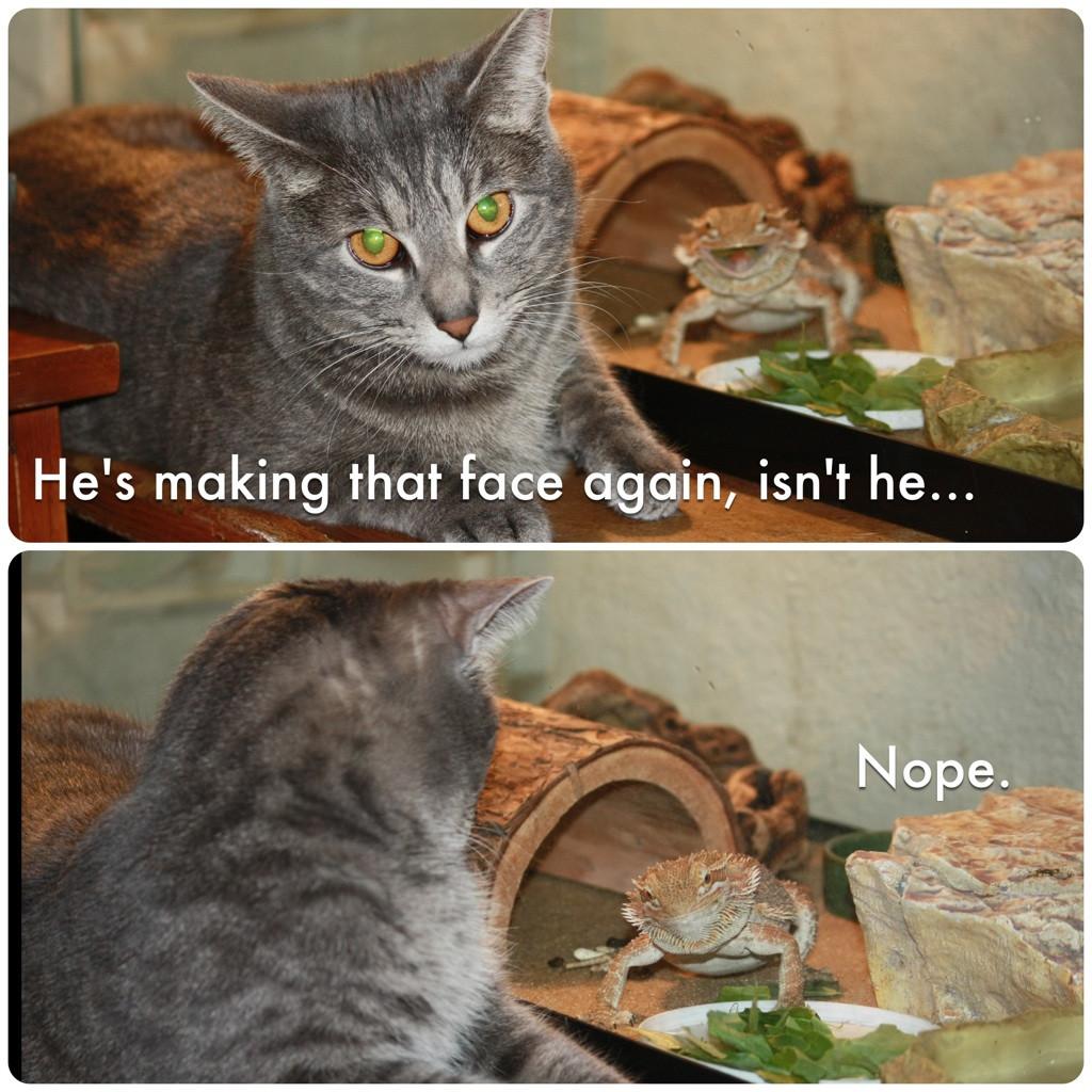 20 LOL Animals 2 16 13 20-lol-animals-2-16-13