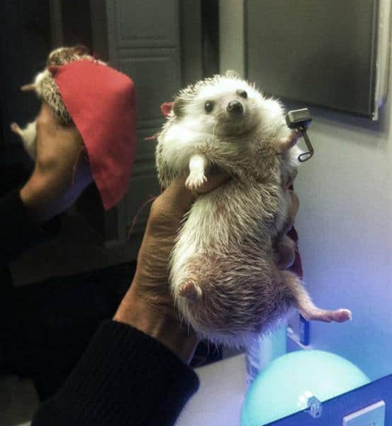 LOL Animals (10)